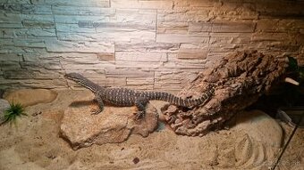 Varanus Panoptes horniii