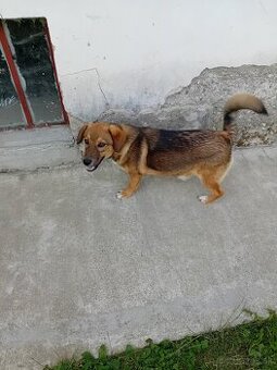Rex