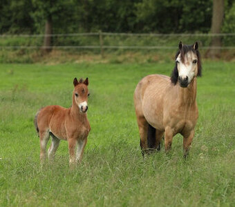 Na predaj WELSH Mountain poník
