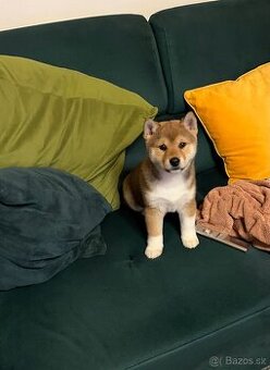 Shiba Inú s PP Fci - 1