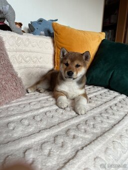 Shiba Inú s PP Fci