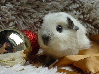 Ušľachtilé morčiatka - 1