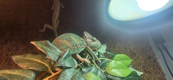 Chameleony s vybavením - 1