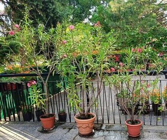 Predám oleandry ružové