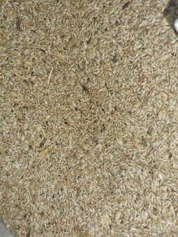 Lesknica kanarska mix