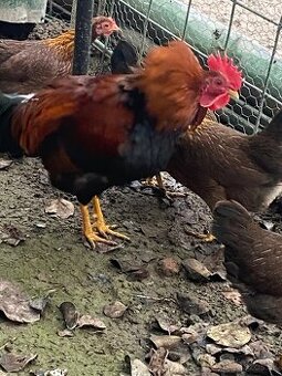 Nasadové vajcia Velsumky zdrobnelej