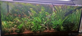 P: akvarijne rastliny