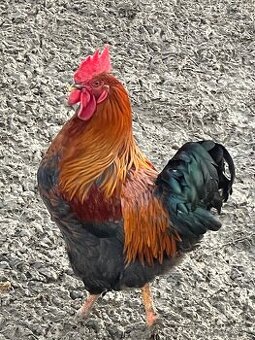 Predám mladé kohuty - eladó kakasok