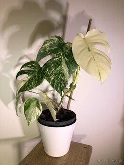 Monstera albo