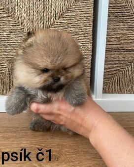 Pomeranian mini Boo