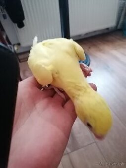 predam mladata rucne rozkrmene-alex.maly lutino