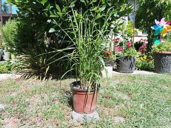 Miscanthus 'Gold Bar' - Ozdobnica Ćínska