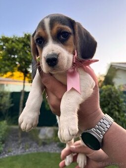 Beagle