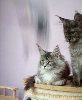 Maine Coon s PP - 1