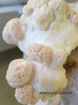 SUŠENÉ HUBY/HRÍBY - hliva, korálovec, dubáky, osičník - 1