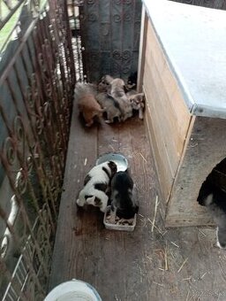 Darujem šteniatka šteňata