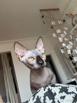 Mačiatko kanadský sphynx bez PP