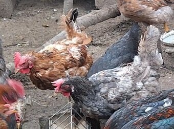 sliepky na polievku 5ks