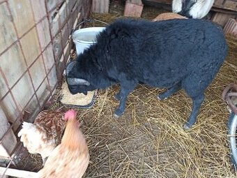 Predam kamerunskeho barana