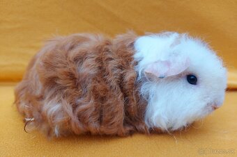 Morčata rôznych plemien - 1