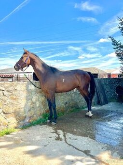 4 ročná kobyla na predaj