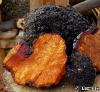 Očková jelša, očkový javor,očková hlošina,nádory, korenica.. - 1