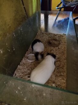 Darujem morské prasiatka