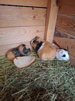 Morča , morské prasiatko, prasiatka