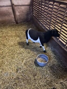 baran, baranček, baránok, jahňa ovca, ovce