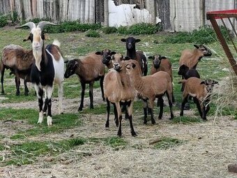 Kozy a kamerunske ovecky