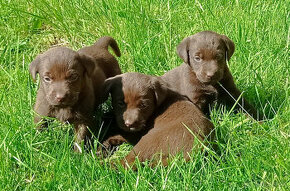 Labrador cokoladovy steniatka