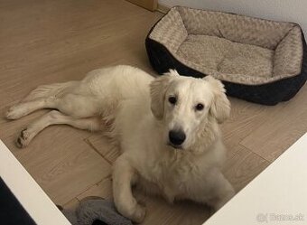 Zlatý retriever