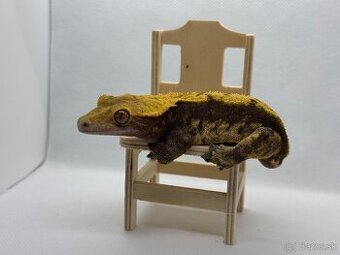 Correlophus ciliatus