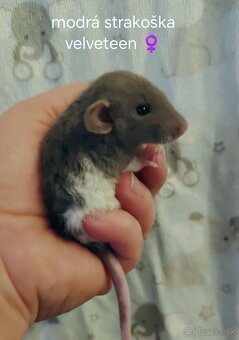Dumbo potkaniky