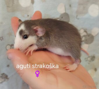 Dumbo potkaniky - 1