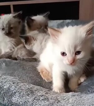 Ragdoll mačiatka