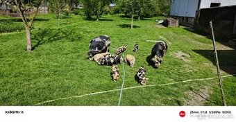 Kune Kune