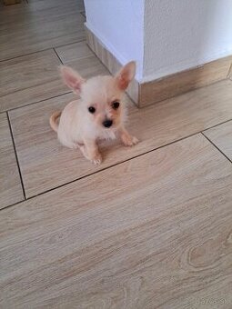 Mini čivava