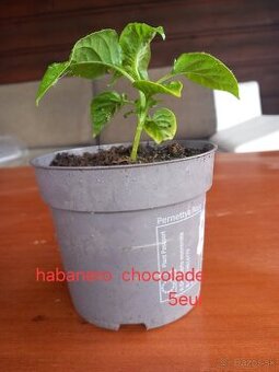 Čili habanero chocolade sadenice