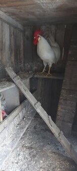 Kohut leghorn