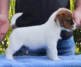 Jack Russell terrier
