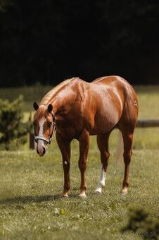 Žrebec. QH reining