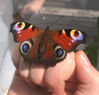 Motýľe & húsenice