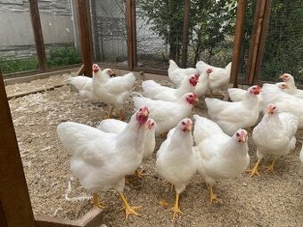 Predám kohútov Oravka biela