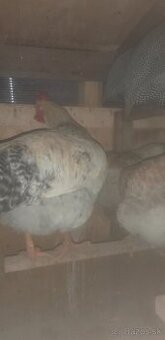 Kohút- Calimero (pán šedý) - 1