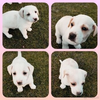 Darujem šteniatká, ale...