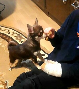 Čivava krátkosrstá – čoko fenka