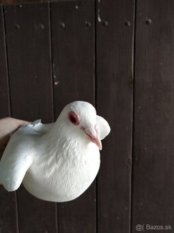 Biele poštové holuby