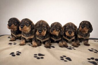 Šteniatká jazvečíka hrubosrstého s PP