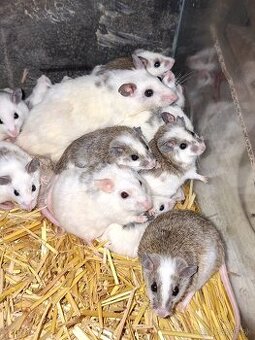 🐭 Predám mastomyši z vlastného chovu🐭